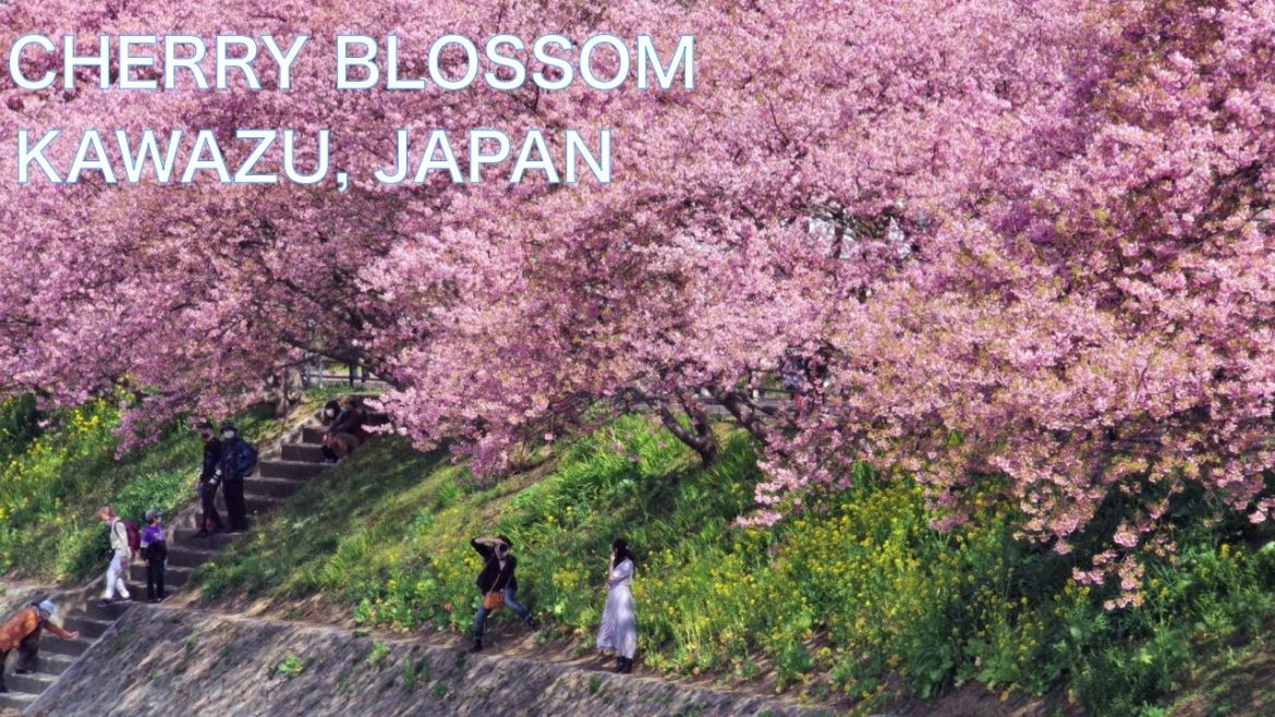 【CHERRY BLOSSOMS, SAKURA in JAPAN】Sakura festival in Kawazu, Izu　Kawazu zakura